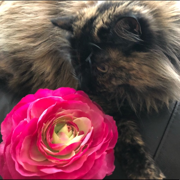 Meet your Posher, Francoise - Picture 1 of 1